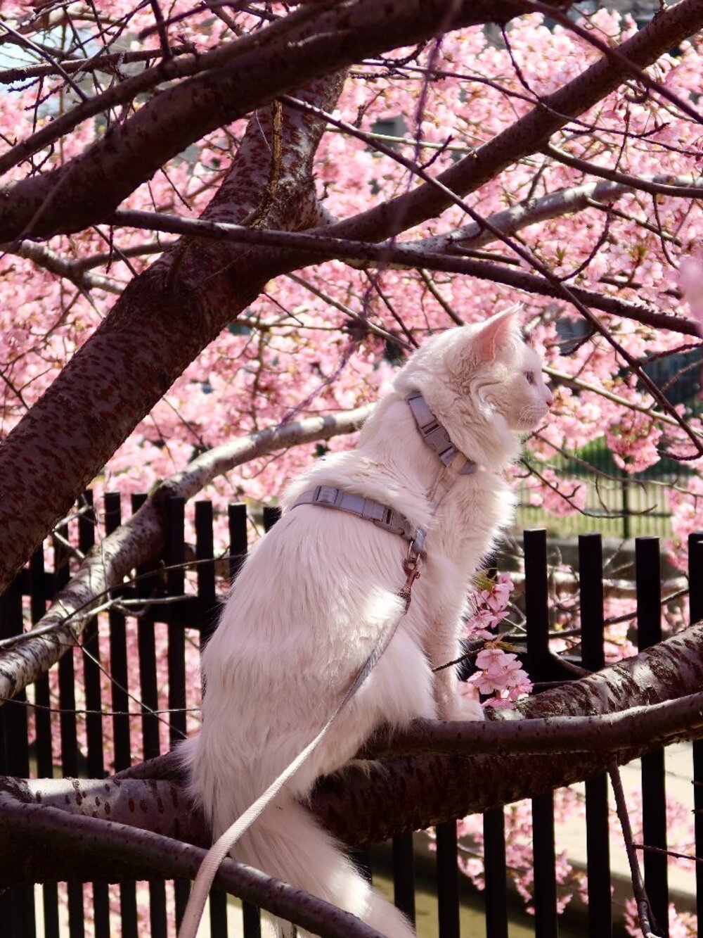 Meet your Posher, Audrey